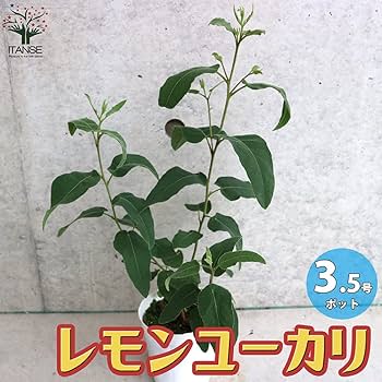ユーカリ科さま専用 Amazon.co.jp: ITANSE ユーカリ ベイビーブルー 4号 1個
